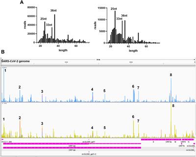 Changes of Small Non-coding RNAs by Severe Acute Respiratory Syndrome Coronavirus 2 Infection